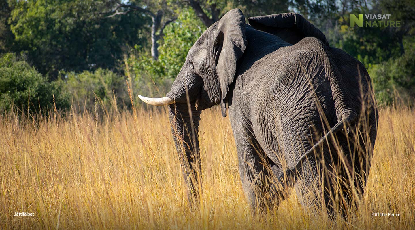 Jättiläiset Viasat Nature -kanavalla