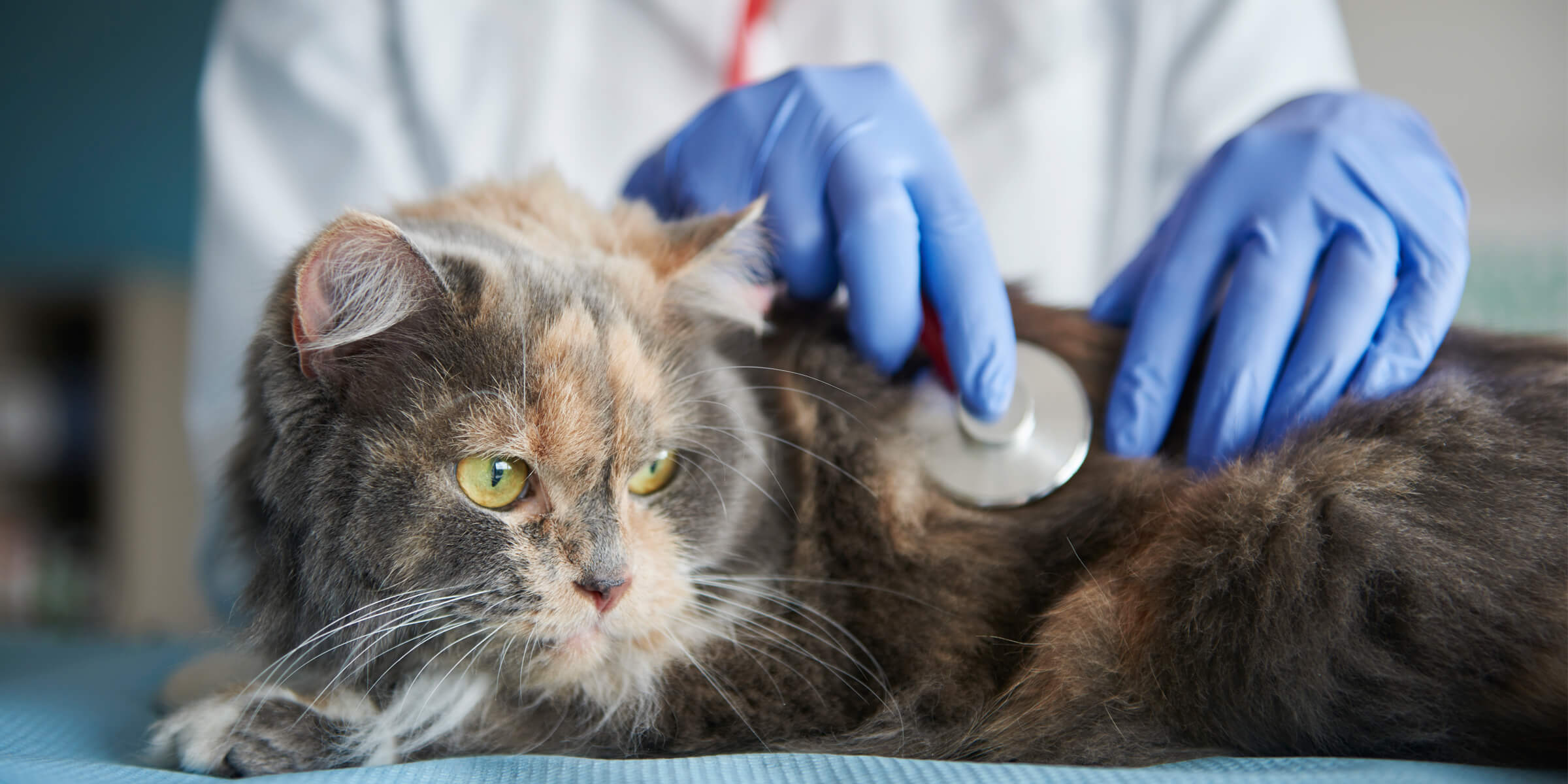 Animal Hospital Aisti chose ultra-fast Telia Yritysnetti 5G. | Article |  Telia Business