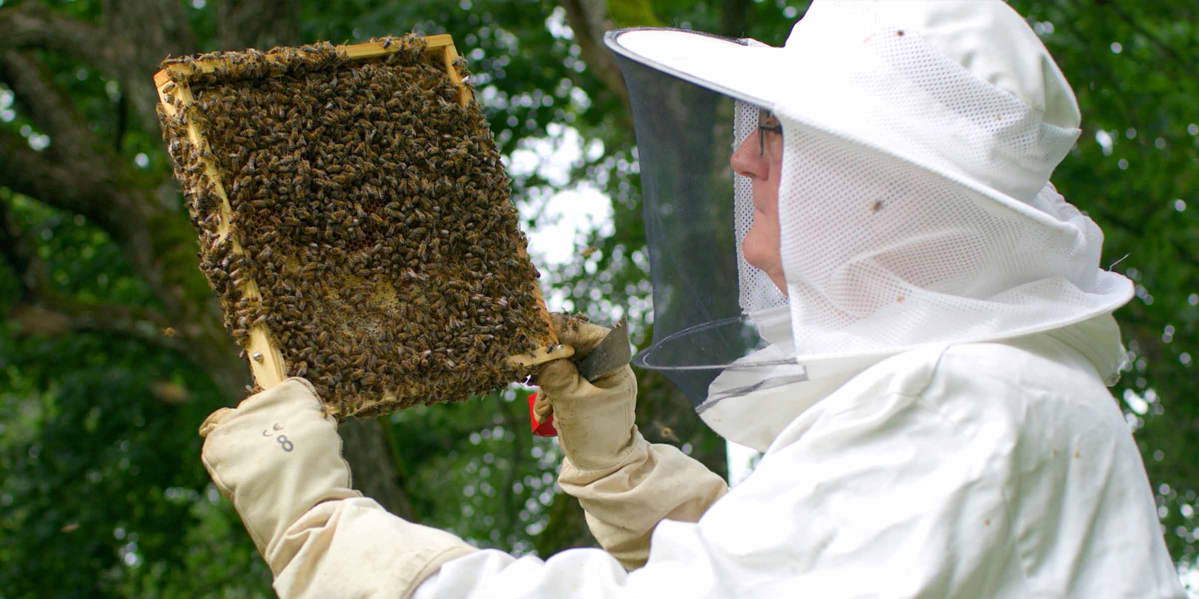 Mehiläishoitaja pitää käsissään mehiläiskennoa. 